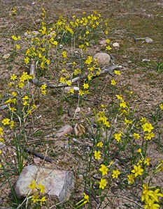 Common Jonquils - Narcissus jonquilla © John Muddeman